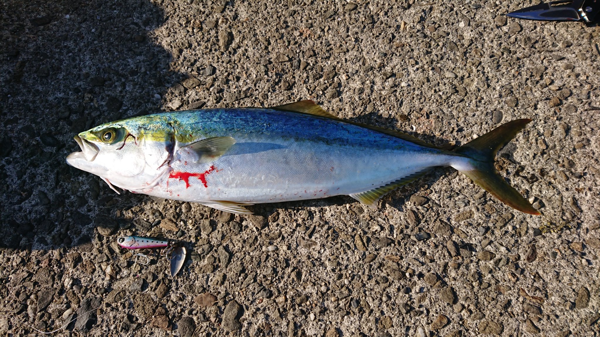 Spin Gulf neo 30 / ima - For Your Lush Life.